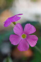 咲き誇るピンクのイモカタバミ