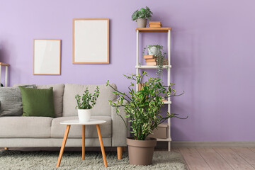 Interior of living room with grey sofa, blank frames and green plants