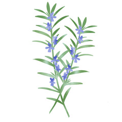 Fototapeta premium 水彩風 花の咲いたローズマリーのイラスト