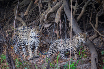 Jaguar pair on the banks of a river