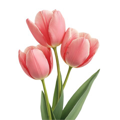 Obraz premium Vibrant Pink Tulips Blooming in a Sunny Indoor Setting Floral Arrangement Nature-Inspired Decor Home Environment Close-Up Viewpoint for Fresh Spring Aesthetic