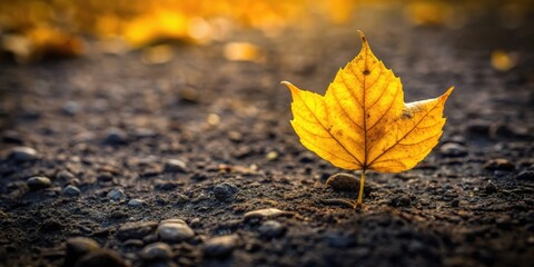 A single yellow leaf on rugged ground symbolizing passage of time and beauty of nature, yellow, leaf, rugged, ground, shadow