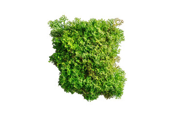 Detailed top view of a piece of green moss isolated on white.