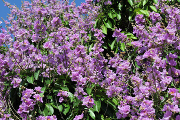 Mass of purple pink flowers on a Crepe Myrtle (Lagerstroemia) tree plant in a garden
