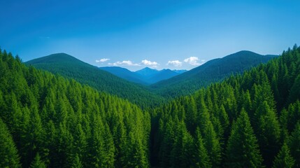 Obraz premium A lush green forest with a clear blue sky above