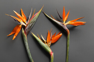 Obraz premium Beautiful strelitzia flowers on grey background