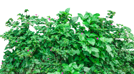 green ivy leaves background, green moss on a wall, a plant bush with leaves on it png, a green plant growing on a tree,  a hanging green vine with leaves isolated on png background,