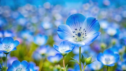 Vibrant and delicate nemophila flower blooming in a field , nemophila, blue, beautiful, delicate, floral, nature, garden, blooming