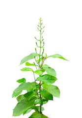 Fototapeta premium branch of a plant isolated with flowers, a plant with green leaves on a png background, 