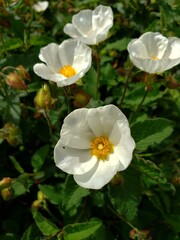 Macro and Close-Up Flower Photography - Vibrant and Detailed Images of Blossoming Flowers, Petals, and Natural Beauty for Use in Editorial, Advertising, and Botanical Designs