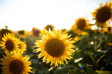 Obraz premium A close-up of a sunflower with the sun behind it, symbolizing positivity, growth, and the warmth of summer.