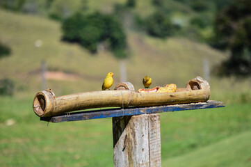 Saffron finches (Sicalis flaveola) gather at an outdoor feeder, showing off their bright yellow plumage. The natural setting is softly blurred, highlighting the birds' vibrant colors.