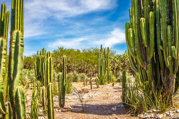 Long cactus garden in Tula de Allende, in the state of Hidalgo