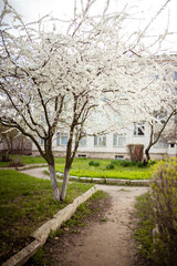 Spring banner, branches of blossoming cherry against background of blue sky and butterflies on nature outdoors. Apricot blossom. Image spring, landscape panorama, copy space.