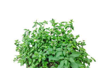bunch of parsley, a plant bush with leaves on it png, a green plant growing on a tree,  a hanging green vine with leaves isolated on png background,