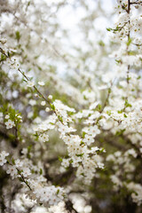 Spring banner, branches of blossoming cherry against background of blue sky and butterflies on nature outdoors. Apricot blossom. Image spring, landscape panorama, copy space.