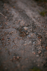 Closeup of a brown frog sitting on dry black ground