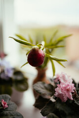 A bud of a burgundy peony on a windowsill with flowers in pots around on a table