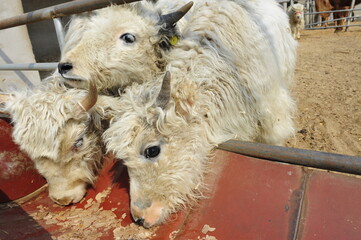 Naklejka premium yak