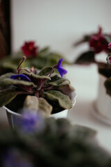 A lot of burgundy and blue colored blossoming african violet flowers saintpaulia in pot on windowsill, macro close up