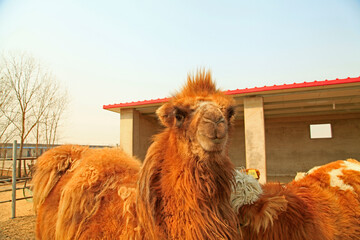 camels