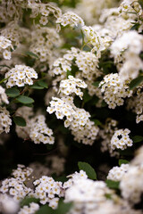 Spirea bush of white flowers