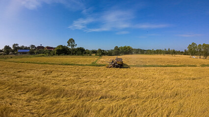 Harvest machine gathering rice