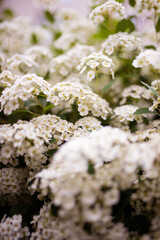Closeup of spirea bush of white flowers