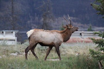 Young Bull Elk, Jasper National Park, Alberta