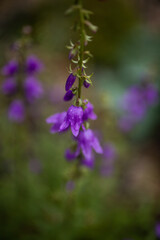 Beautiful purple bell flowers in the garden. Campanula with raindrops on petals