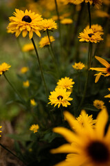 Beautiful sunny yellow rudbeckia flower on a blurred background of a summer garden with many yellow flowers. Selective focus