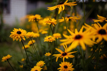 Goldsturm rudbeckia blooming in a garden with bright yellow flowers Ideal for landscape design
