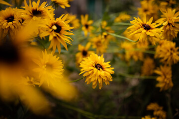 Goldsturm rudbeckia blooming in a garden with bright yellow flowers Ideal for landscape design