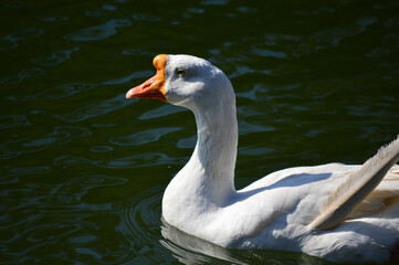 Close-up of a duck (Anas platyrhynchos) swimming on a lake, with a clear focus on its vibrant feathers and smooth water reflections. The soft background highlights the duck’s colors and texture.