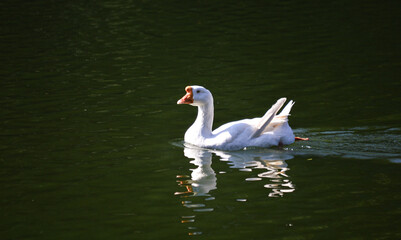 A duck (Anas platyrhynchos) glides smoothly across a calm lake, with soft ripples surrounding it. The serene water and natural surroundings are highlighted, while the background is softly blurred.