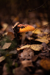 A close-up of a bright red fly agaric mushroom with white spots, nestled among grass and moss in a forest setting. The mushroom’s vivid colors contrast with the earthy tones of the surroundings
