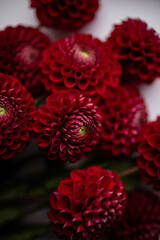 Rich burgundy dahlias bloom on a white canvas. A visual feast. Vertical photo, wallpaper