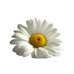 Flower Blooming in Natural Light Garden Setting Macro Photography Peaceful Environment Close-Up View Nature's Beauty for Relaxation and Inspiration