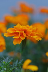 花壇に悪オレンジ色のマリーゴールド