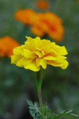 秋の花壇に咲く黄色いマリーゴールド
