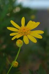 野に咲くユリオプスデージー