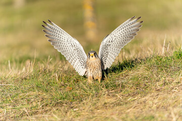 Eurasian Kestrel