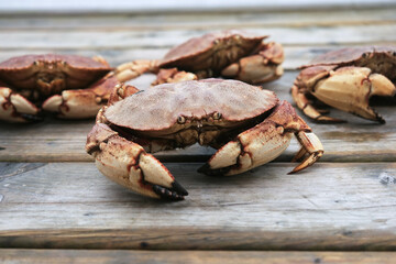 Live Crabs Just Caught by Fishermen from the Atlantic Ocean in Canada
