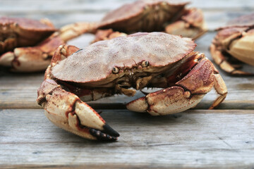 Live Crabs Just Caught by Fishermen from the Atlantic Ocean in Canada