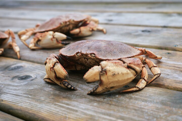 Live Crabs Just Caught by Fishermen from the Atlantic Ocean in Canada