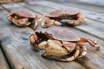 Live Crabs Just Caught by Fishermen from the Atlantic Ocean in Canada