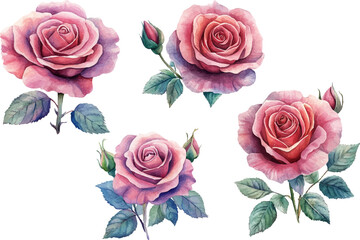 Beautiful Watercolor Pink Rose Clip art