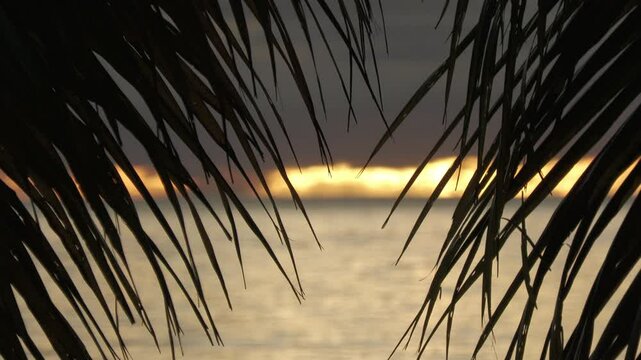 Silhouette of coconut tree leaves at sunset on the beach