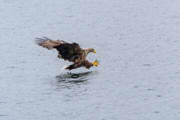 Hunting Sea Eagle