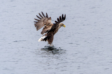 Hunting Sea Eagle
